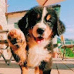 Meet your Posher, Ella